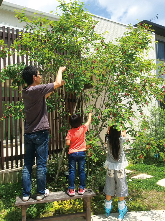 植えて３年目になる木は、2.5ｍを超えるほどに大きくなった